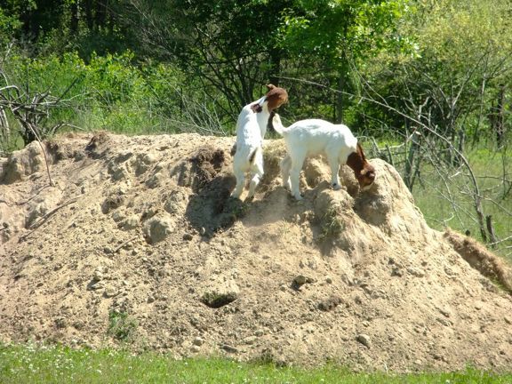 I keep finding goats... - Goats