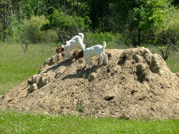 I keep finding goats... - Goats