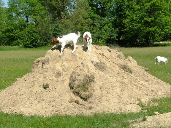 I keep finding goats... - Goats