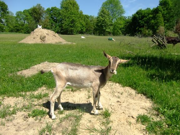 I keep finding goats... - Goats