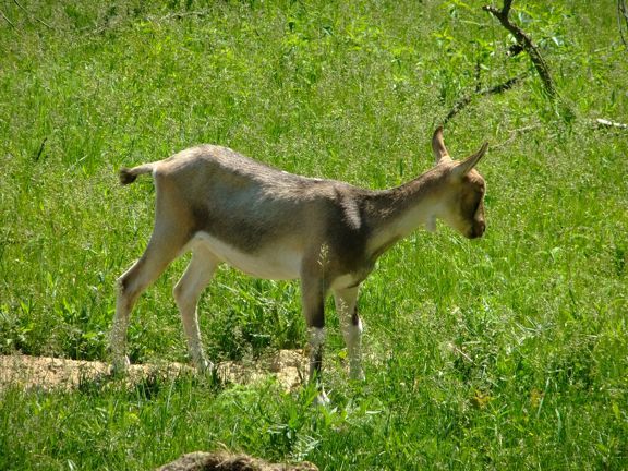 I keep finding goats... - Goats