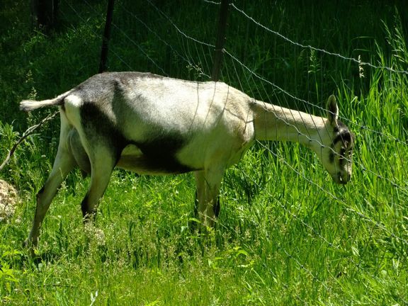 I keep finding goats... - Goats