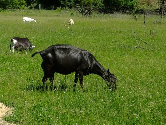 I keep finding goats... - Goats