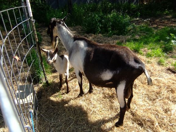 If you could choose any herdsire from ANYWHERE without - Goats