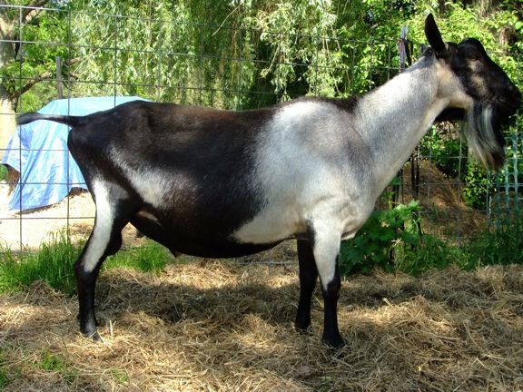 I keep finding goats... - Goats