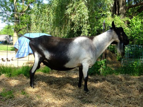 If you could choose any herdsire from ANYWHERE without - Goats