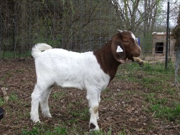 New Boer buckling - Goats