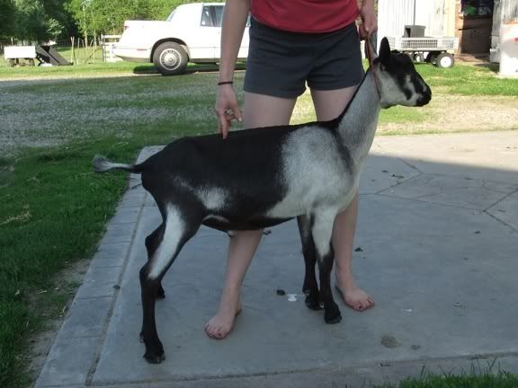 More haircuts! :) - Goats