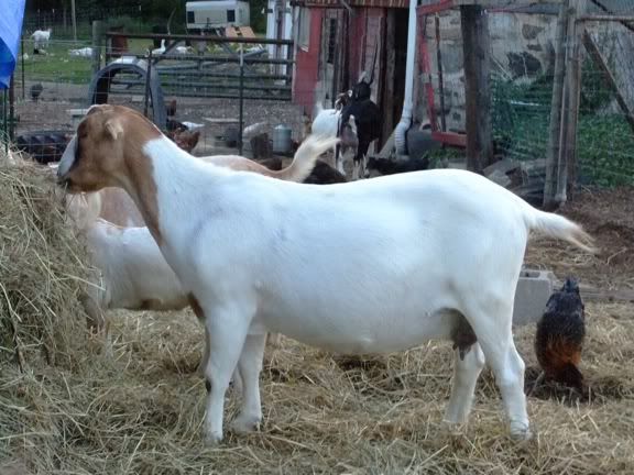 kiko or boar? - Goats