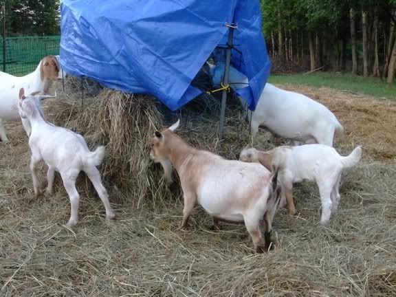 Hay Feeder/Manger - Goats