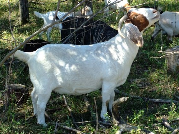 Caprice Acres pictures! (LOTS!) - Goats