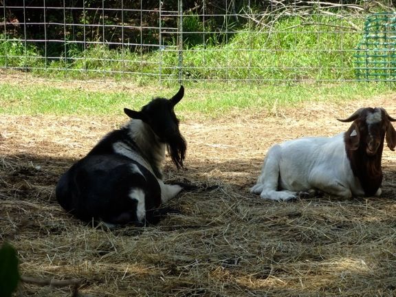 Caprice Acres pictures! (LOTS!) - Goats