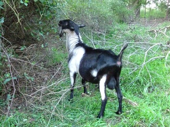 Caprice Acres pictures! (LOTS!) - Goats