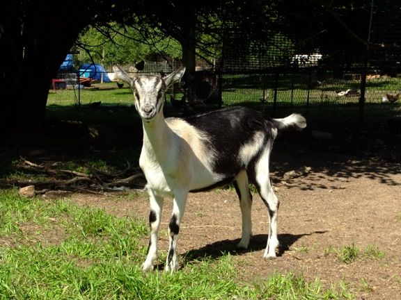 Caprice Acres pictures! (LOTS!) - Goats