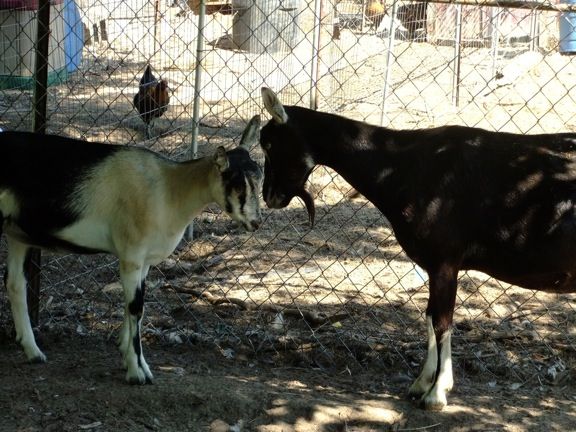 Has anybody seen the movie Goats? - Goats