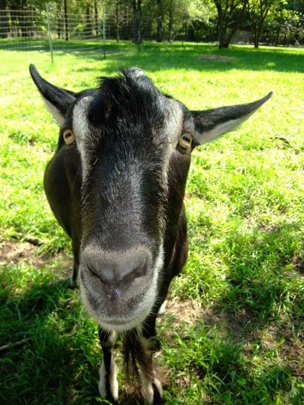 Caprice Acres pictures! (LOTS!) - Goats