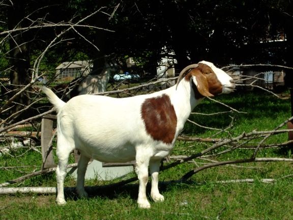 Caprice Acres pictures! (LOTS!) - Goats