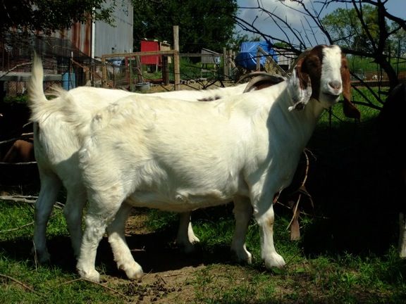 Caprice Acres pictures! (LOTS!) - Goats