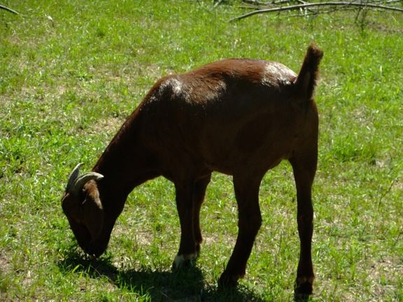 Caprice Acres pictures! (LOTS!) - Goats