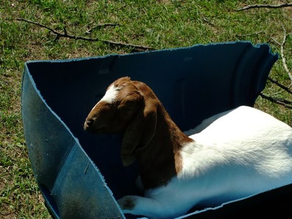 Caprice Acres pictures! (LOTS!) - Goats