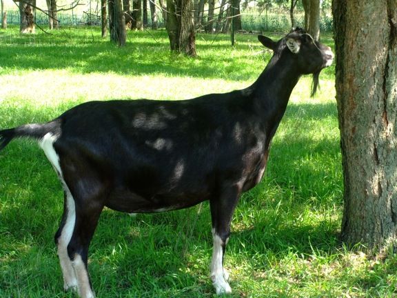 Caprice Acres pictures! (LOTS!) - Goats