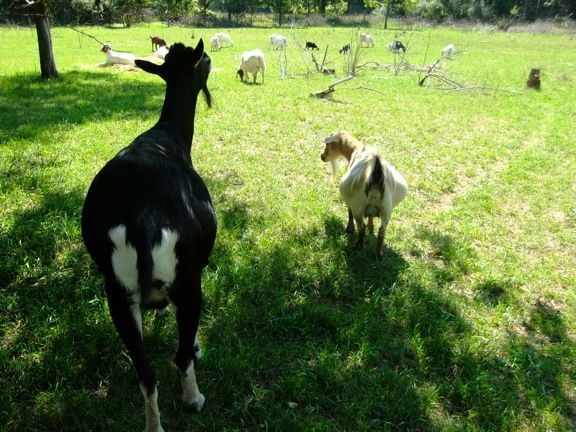 Caprice Acres pictures! (LOTS!) - Goats