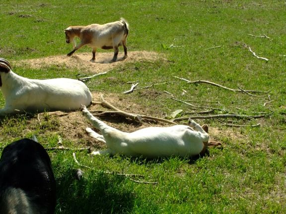Caprice Acres pictures! (LOTS!) - Goats