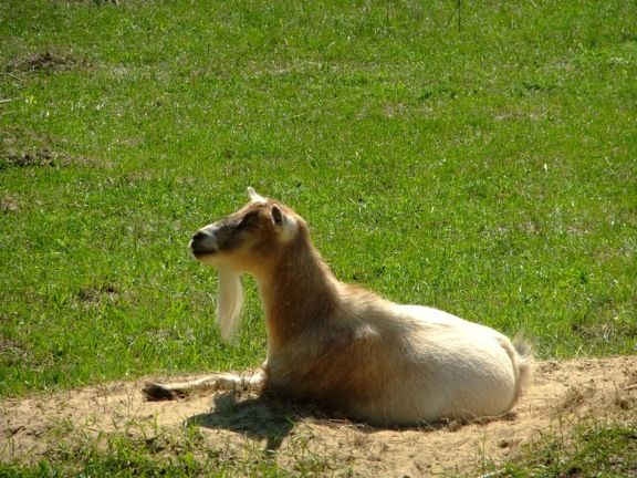 Caprice Acres pictures! (LOTS!) - Goats