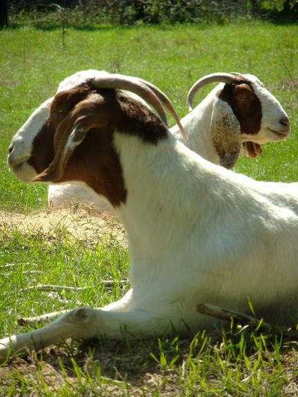 Caprice Acres pictures! (LOTS!) - Goats