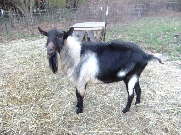 My Stinkies - Goats