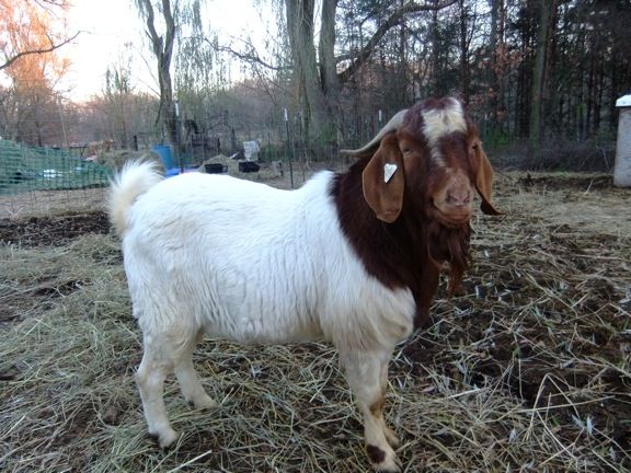 My Stinkies - Goats