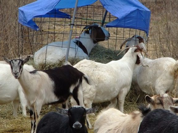 Pics of my girls - Goats