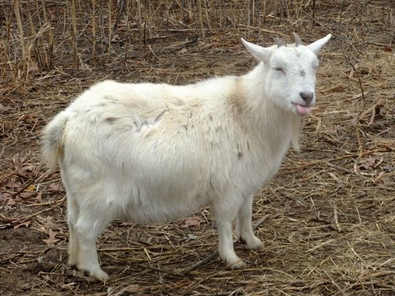 Pics of my girls - Goats