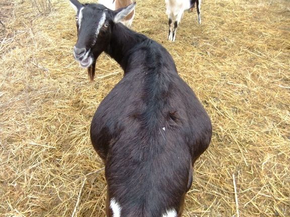 Pics of my girls - Goats