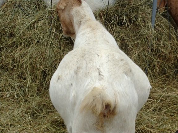 Pics of my girls - Goats