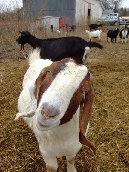 Pics of my girls - Goats
