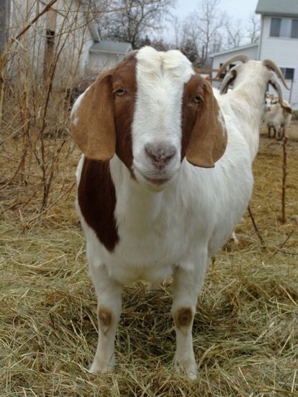 Pics of my girls - Goats