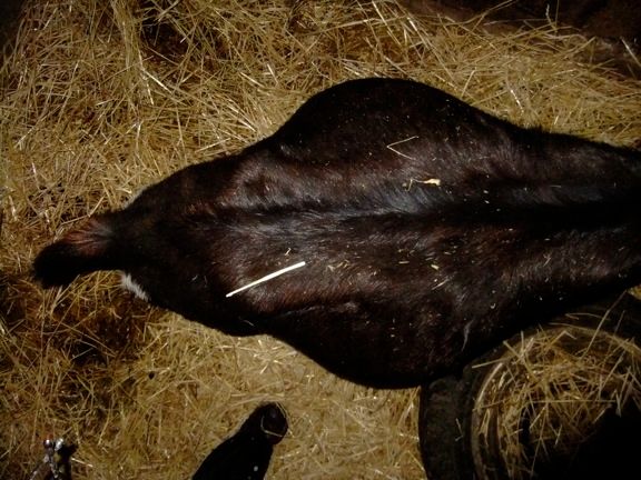 2nd AI doe kidded - quads! - Goats