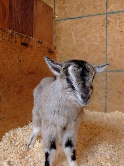 2nd AI doe kidded - quads! - Goats