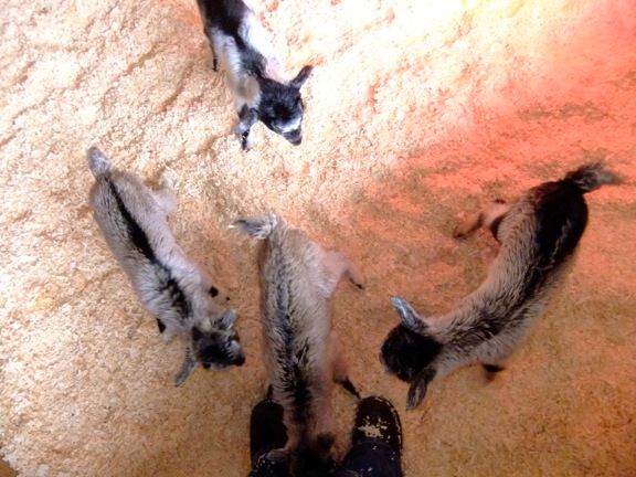 2nd AI doe kidded - quads! - Goats