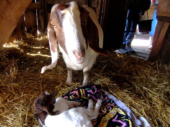 Today was busy... but kidding season is over! - Goats