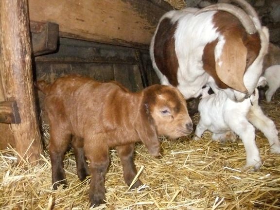 Today was busy... but kidding season is over! - Goats