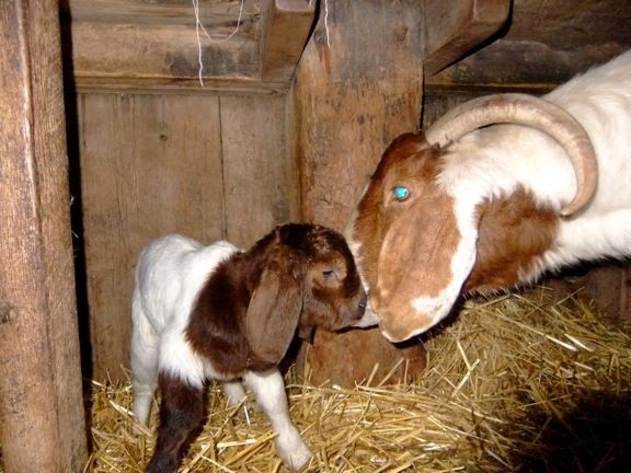 Today was busy... but kidding season is over! - Goats