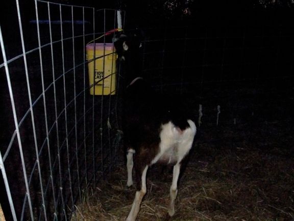 A new goat for me! - Goats