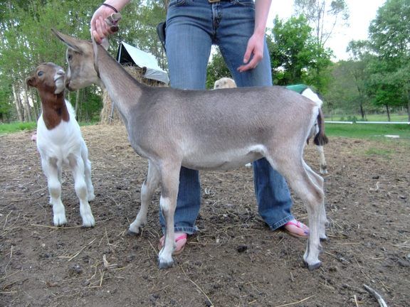 I keep finding goats... - Goats