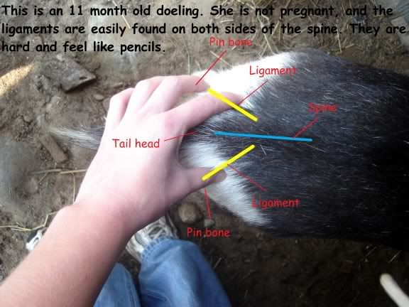 is my pygmy in labor??????? - Goats