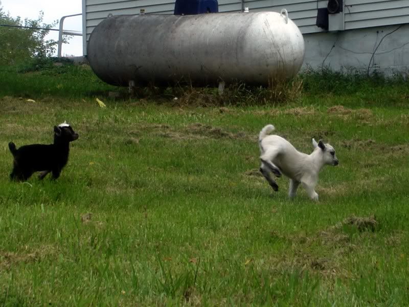 Who says goats can't fly?? - Goats