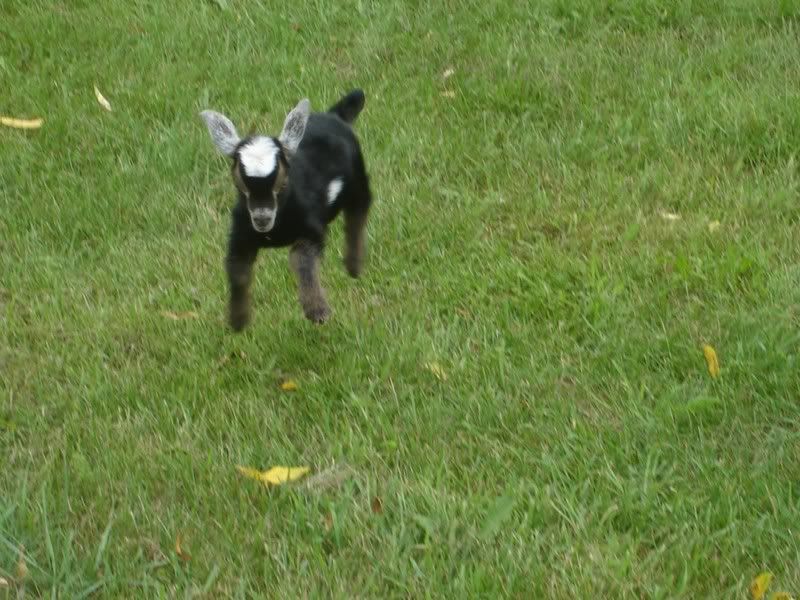 Who says goats can't fly?? - Goats