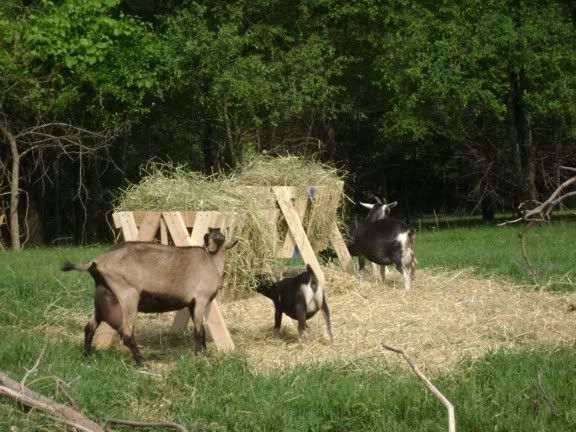 Hay feeder for goats - Goats