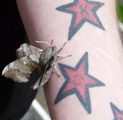 I posted a photo of my moth tattoo on Flickr the other day, but didn't post